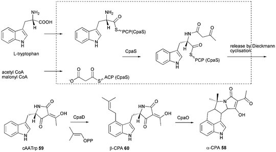 Proposed biosynthesis of α-cyclopiazonic acid (α-CPA) 58.