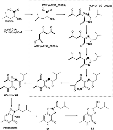 Proposed biosynthesis of isoflavipucine 61 and dihydroisoflavipucine 62 including acetate and [1-13C]l-leucine labeling.