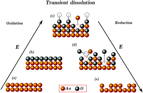 Proposed model of the transient dissolution of gold. For simplicity, gold in all valences is presented as “Au” and oxygenated species are shown as “O”. (a) Gold in the double-layer potential range. (b) Reversibly adsorbed O/OH ions on the surface of gold at potentials less than, or close to, ca. +1.3 V. Presence of O/OH ions on the surface protects gold from dissolution (passivation). Almost at the same potential place-exchange between O/OH and Au ions take place (de-passivation). After a simple act of the switch between the O/OH and Au ions, the two possibilities of the dissolution of Au and stabilization (re-passivation) are highlighted (c). During gold reduction, desorption of reversibly adsorbed O/OH causes de-passivation and gold dissolution (d). Reduced roughened surface is shown in (e).