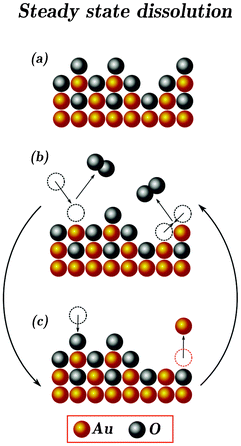 Proposed model of the steady state dissolution of gold. As in the Scheme 1, gold in all valences is presented as “Au” and oxygenated species are shown as “O”. (a) Oxidized passivated surface. Due to the logarithmic law of oxide growth, dissolution of gold is almost negligible at this stage after a relatively short period of time. (b) Oxygen evolution taking place on the surface of oxide-covered gold electrode (de-passivation). Formation of O2 from surface-surface and surface-solution oxygens is highlighted. Such de-passivation state of gold at high anodic potentials is not stable resulting in re-passivation due to the O/OH adsorption or dissolution. Both processes are presented in (c).