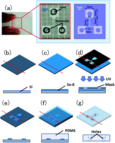 Design of the pollen tube growth device. (a) A macroscopic photo and schematics of the microfluidic device. This device consists of a flow channel (100 μm in height and 100–1000 μm in width) with a three-way intersection, an inlet well into which the style of a pollinated pistil is placed, and two outlet wells (reservoirs) into which various compounds may be applied. (b–g) Birds-eye and cross-section schematics of the device fabrication process. (b and c) SU-8 photoresist (100 μm thickness) is spin-coated onto a silicon wafer. (d) SU-8 photoresist is exposed to UV light utilizing a mask aligner and mask-designed device pattern. (e) SU-8 photoresist is developed by the SU-8 developer for 20 min, and isopropyl alcohol is applied for 10 s. (f) Liquid PDMS is poured onto the SU-8 master in a polystyrene Petri dish, this is baked at 90 °C for 1–2 h using a hotplate, and the PDMS mold is peeled off of the SU-8 master. (g) Holes (1.5 mm diameter) for an inlet well and two reservoirs are punched in the PDMS mold.