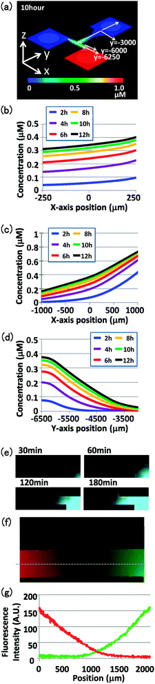 Concentration gradient in the flow channel. (a) Schematic of the diffusion simulation results with the 500 μm channel width, showing the concentration gradient of 10 kDa material in the flow channel at 10 h after application. Concentration changes over time were calculated at (b) the entrance of the intersection (y = −6 000), (c) the center of the intersection (y = −6 250), and (d) the intersection (x = 0) in the flow channel. (e) Changes in fluorescence in the flow channel after loading Alexa 488-conjugated 10 kDa dextran to a reservoir. Images were acquired at 30, 60, 120, and 180 min after loading the material (left to right). (f) Fluorescence gradient in the flow channel after loading Alexa 546-conjugated 10 kDa dextran (red) in the left reservoir and Alexa 488-conjugated 10 kDa dextran (green) in the right reservoir. The image was acquired 3 h after loading the materials. (g) Fluorescence gradient of Alexa 546 (red) and Alexa 488 (green) at the flow channel intersection (dotted line in f). Fluorescence intensities were evaluated using ImageJ software.