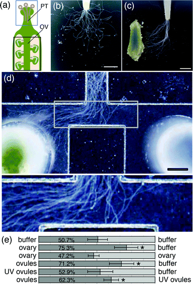 Pollen tube growth assay on agarose gel and in the microdevice. (a) Schematic of the pistil of a typical flowering plant. Pollen tubes (PT) grow through the style of the pistil toward the ovary (OV). The blue box outlines a cut style, which was placed on agarose medium or in the microdevice. The black box outlines an ovary, which was used in the pollen tube attraction assay. Pollen tube growth was examined (b and c) on agarose gel and (d and e) in the device with a 500 μm channel width. (b) In the absence of an ovary, pollen tubes grew in a random pattern on agarose gel. (c) In the presence of an ovary (see to the left), pollen tube growth on agarose gel was oriented toward the ovary. (d) In the microdevice, pollen tube growth was oriented toward an ovary placed in the left reservoir. The bottom panel shows an image at higher magnification. (e) Summary of pollen tube attraction assays using the microdevice. Materials placed in the left or right reservoir are shown on the left or right side of the bar graph, respectively. The numbers on the dark gray bars represent the average percentage of pollen tubes oriented toward the left reservoir. At least five assays were performed for each experimental condition. Asterisks indicate significant differences compared with the negative control (p < 0.01, Student's t-test). Scale bars represent 1 mm in (b and c) and 500 μm in (d).