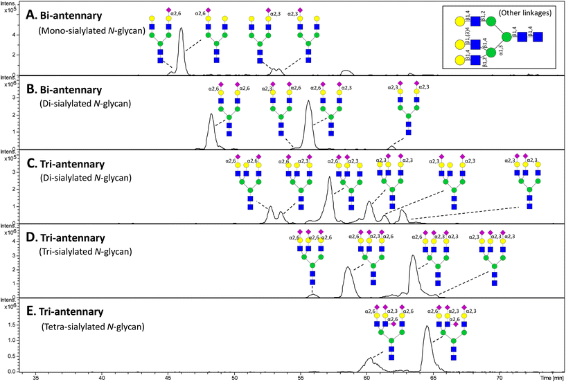 PGC LC-MS separation and detection of sialylated N-linked glycans released from bovine fetuin. The sialoglycans were reduced prior to analysis, but otherwise underivatised. Detection of the separated sialoglycans was performed using negative ion ESI IT MS. Structures have been assigned in the relevant extracted ion chromatograms for five m/z ratios corresponding to the major monosaccharide compositions for the reported N-linked sialoglycans from bovine fetuin.250,251 The high separation power of PGC for sialylated N-glycan isomers is showcased by its ability to separate sialoglycans with variations in their numbers of antennas/sialic acid residues and their linkages/branch points. Increasing number of sialic acid residues and antennas generate a stronger retention on PGC. In addition, glycans containing α2,6-linked sialic acid residues elute significantly before the α2,3-linked counterparts.