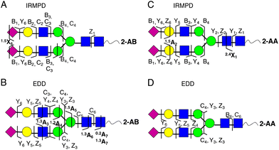 Complementary fragmentation of 2-AA- (A and B) and 2-AB- (C and D) labelled N-linked sialoglycans derived from human transferrin using IRMPD (A and C) and EDD MS/MS (B and D). The resulting fragment ions are indicated on the structures. Figure adapted with permission.151