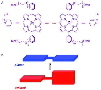 Structure (A) and conformational extremes (B) of PD.