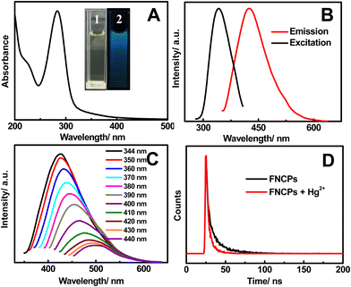 (A) UV-Vis absorption spectrum of the as-prepared FNCPs. Inset shows the photographs of the FNCPs in aqueous solutions under visible light (1) and UV light (2). (B) Fluorescence excitation (black line) and emission (red line) spectra of the FNCPs. (C) Emission spectra of the FNCPs at different excitation wavelength from 350 to 440 nm. (D) Fluorescence decay traces of the FNCPs in the absence (black line) and presence (red line) of 50 μM Hg2+ upon excitation at 344 nm. The luminescence decay was fitted to a single-exponential decay.