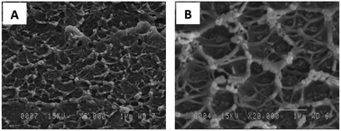 SEM micrographs of (A) Matrimid 5218 membrane with 15 wt% NH2-MIL-53(Al); (B) Ultem 1000 membrane with 15 wt% NH2-MIL-53(Al).