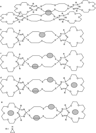 Schematic way of silver ions binding for L1.