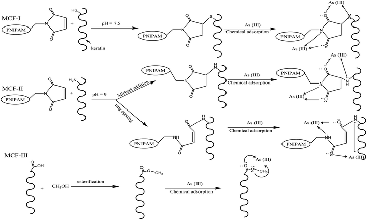 General routes of possible reactions for different modifications (MCF-I, MCF-II, and MCF-III) of feather keratin and the adsorption of As(iii).