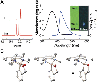 Characterization of complex 11a. (A) 1H NMR spectra of 1a and 11a showing the splitting of benzylic proton signals in 1 into two diasteriotopic doublets. (B) Absorbance (black) and fluorescence (blue) spectra of 11a in CHCl3. Inset: silica gel thin-layer chromatography plate (0.5% v/v MeOH in DCM, Rf = 0.7 separation between 10 and 11a) illuminated under short (254 nm) and long (365 nm) wavelength light. (C) X-ray crystal structure of racemic 11a with anisotropic thermal ellipsoids set at 50% probability and hydrogen atoms omitted. (i) 11a showing both components of positional disorder. (ii) and (iii) Disorder components (enantiomers) separated for clarity.