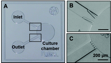 Microfluidic device for embryo culture. Picture of the device fabricated from PDMS prior to bonding on a glass substrate: the device includes a nL volume chamber in which embryos are cultured. Embryos are introduced from the inlet reservoir, guided in the chamber (V-shaped structure; 70 μm spacing; top right) and trapped therein with the help of grids (20 μm spacing; bottom right). All scale bars represent 200 μm.