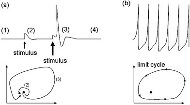 Possible dynamics of a neuron. In (a) a resting neuron (1) is perturbed by a (2) small stimulus, then by a large stimulus (3); in the latter case, before recovering the resting state, it fires an action potential. The graph, below the trace, represents the dynamics of the neuron in its hypothetical phase space: the fixed point corresponds to a steady state. In (b) a spiking neuron goes through a limit cycle in its phase space and it fires action potentials periodically.