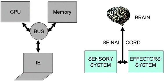 Schematic structures of the Von Neumann's architecture of current electronic computers (on the left) and the human nervous system (on the right).