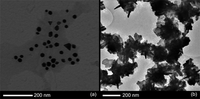 TEM images of particle growth in a mixture of (a) 1,4-cyclohexanedione or (b) 1,3-cycloehexanedione and HAuCl4.