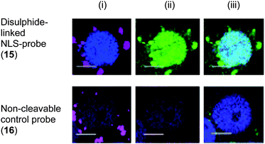 Release of NLS-fluorescein construct and translocation into the nucleus of HEK293T cells from cleavable disulphide-linked particles 15 and from non-cleavable control particles 16 (50 μg mL−1): (i) blue nucleus stain Hoechst 33342 (λex = 404 nm), magenta: Cy5-labeled particles (λex = 633 nm); (ii) blue: nucleus stain, red: cytoplasm stain celltracker red CMTPX (λex = 594 nm), green: released NLS-fluorescein (λex = 488 nm); and (iii) overlay. Scale bar: 25 μm.