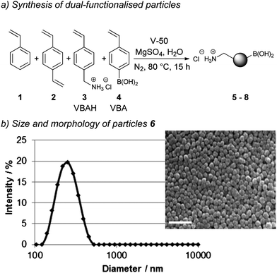 Synthesis and analysis of dual-functionalised (HO)2B/H2N-particles via emulsifier-free emulsion polymerisation: (a) particle synthesis; and (b) size analysis of particles 6 by dynamic light scattering and scanning electron microscopy (240 nm, PDI 0.071). Scale bar equals 1 μm.