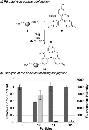 Pd-catalysed particle conjugation: (a) (HO)2B/H2N-particle conjugation with 5-iodofluorescein using as a catalyst the sodium salt complex of Pd(OAc)2 and 2-amino-4,6-dihydroxypyrimidine; and (b) analysis of particle conjugation by boron consumption (via ICP-OES analysis) and fluorescence intensity of particles (via flow cytometry) (n = 3). Dark grey = boron content and light grey = fluorescence intensity of particles.