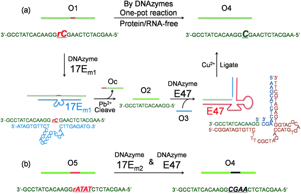 (a) Conversion of a single ribonucleotide (rC) in a DNA strand O1 to a deoxyribonucleotide (C) by the cascade of DNAzymes 17Em1 and E47: O1 is cleaved by 17Em1 to afford products of O2 and Oc; O2 is then ligated with O3 (activated by imidazole) to form O4 by E47. (b) Sequence modification of a DNA strand O5 to O4 through a similar protocol by the cascade of DNAzymes 17Em2 and E47.