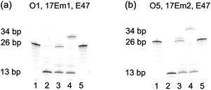 (a) Fluorescent PAGE (20% denaturing gel) images of the transformation from O1 to O4 by DNAzymes 17Em1 and E47. Lanes in (a): 1, O1; 2, 1 after cleavage by 17Em1 to yield O2 and Oc in the presence of Pb2+; 3, 2 after ligation to yield O4 by E47 in the presence of O3 and Cu2+; 4, 2 after ligation to yield O4 + 8A by E47 in the presence of O3 + 8A and Cu2+; 5, O4 in the presence of Pb2+ and 17Em1. (b) Fluorescent PAGE images of the transformation from O5 to O4 by 17Em2 and E47: Lanes in (b): 1, O5; 2, 1 after cleavage by 17Em2 to yield O2 in the presence of Pb2+; 3, 2 after ligation to yield O4 by E47 in the presence of O3 and Cu2+; 4, 2 after ligation to yield O4 + 8A by E47 in the presence of O3 + 8A and Cu2+; 5, O4 in the presence of Pb2+ and 17Em2.
