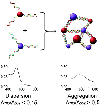 Assembly of two types of DNA-functionalized gold nanoparticles. If the sequences of the two DNAs are not complementary, the gold nanoparticles are in a “dispersed” state and exhibit a red color with a sharp absorption band peaked around 532 nm (left). In contrast, the assembly of the gold nanoparticles with complementary DNAs causes the formation of an “aggregated” state with a broad absorption band around 600 nm (right).