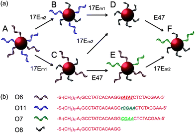 (a) Scheme showing stepwise modification of DNA sequences on multiply-functional gold nanoparticles by the collaboration of 17Em1 or 17Em2 and E47. (b) DNA sequences of O6–O8 and O11.