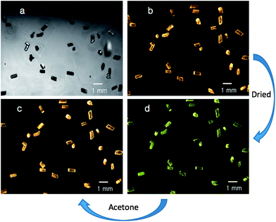 Photographs of crystals of α-Au2(μ-dppe)2I2·2OCMe2 (1) under (a) ambient light and (b) under UV irradiation. After the crystals are briefly allowed to stand in air, the green-emissive sample shown in (d) was obtained. Exposure of that green-glowing sample to acetone vapor restores the orange emission as shown in (c).