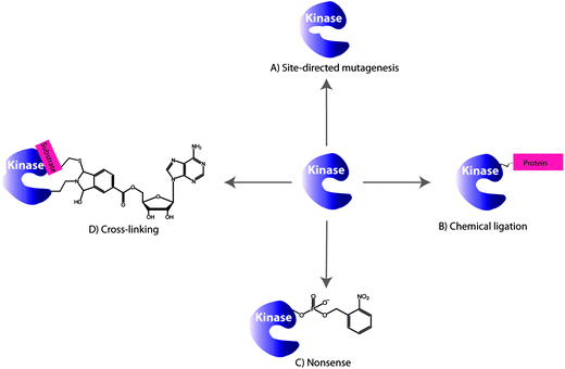 Selected examples of the engineering protein kinase approaches for monitoring phosphorylations: (A) site-directed mutagenesis, (B) chemical ligation, (C) nonsense approach and (D) cross-linking.