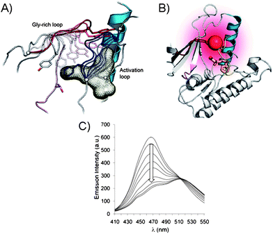 (A) Gly-rich and activation loops in the active p38α protein kinase domain. Conformational changes upon inhibitor binding to the active kinase domain (induced changes are color coded: for activation loop from white to dark blue and for Gly-rich loop from white to dark red). (B) Conformational changes triggered by inhibitor binding in p38α result in protein folding. The Gly-rich loop was labeled with a fluorophore acrylodan (red ball) to generate a direct fluorescence binding assay. (C) Acrylodan emission at 468 nm decreases and is red-shifted upon binding of inhibitor to the fluorescently labeled p38α.26