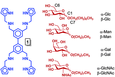 Structures of 1 (blue) and octyl pyranosides (red), with carbon numbering scheme, whose binding with 1 was studied.