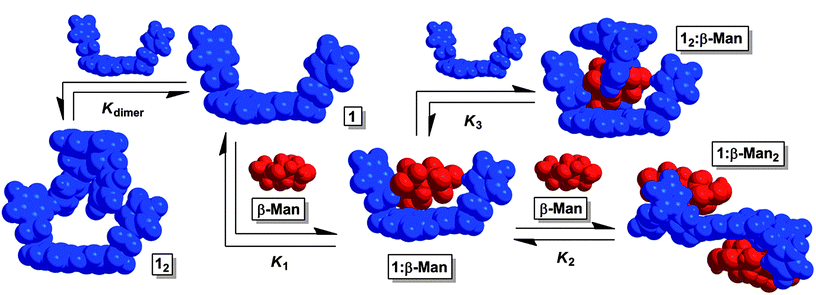 The equilibria present in a chloroform mixture of 1 and β-Man at 25 °C. Upon increasing the β-Man : 1 ratio, K2 determines the dominant species in solution. If instead, β-Man : 1 decreases, K3 controls the equilibrium mixture.