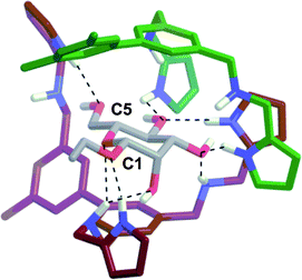 Energy minimized structure (AMBER*) for 12:β-Man obtained by a mixed low-mode/torsional Monte Carlo conformation search. The carbons of 1 that binds the α-face are colored green, and the carbons of 1 bound to the β-face are colored red for clarity, nitrogens are blue, oxygens are red, and intermolecular H-bonds are denoted by dashed lines. Upon the association of the second equivalent of 1, 3 new H-bonds are observed with the β-face.