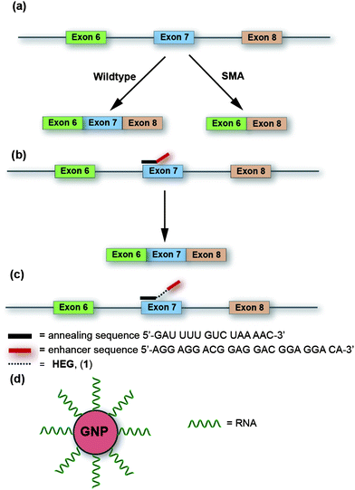 (a) Splicing of pre-mRNA SMN in wildtype and in Spinal Muscular Atrophy (SMA). (b) Mechanism of action of TOES in alternative RNA splicing of SMN pre-mRNA. (c) Our proposed model system is to insert flexible linkers between the hybridizing and enhancer sequences of TOES candidates. (d) Polyconjugated RNA-coated GNPs used in this study to investigate whether multi-valent display of TOES domains on a GNP surface increases splicing activity.