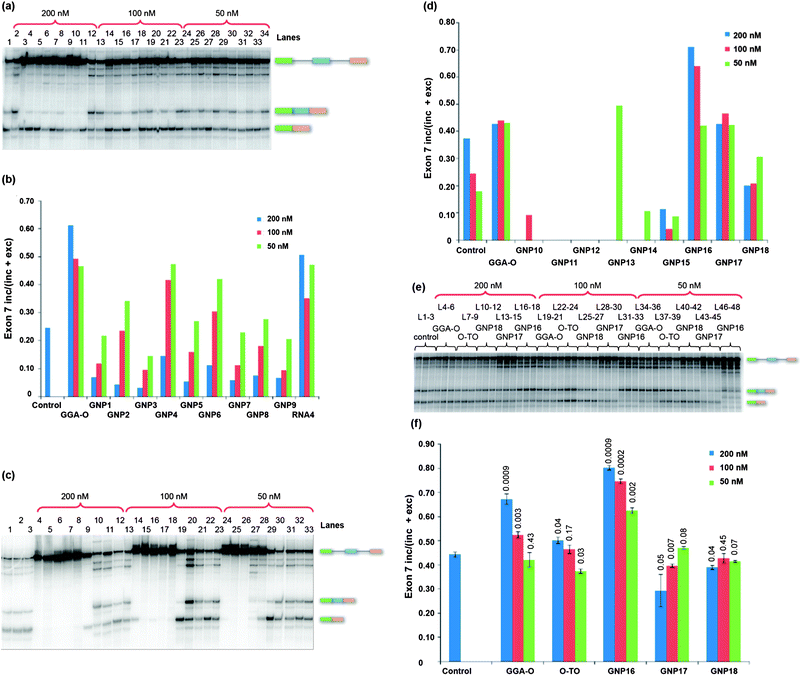 Splicing of SMN2 pre-mRNA for 2 hours in the presence of GNP conjugates. (a) 18 nm GNP–RNA conjugates. 200 nM series: control (no ON; L1); GGA-O (L2), GNP1–9 (L3–11 respectively) and RNA4 (L12). 100 nM series: GGA-O (L13), GNP1–9 (L14–22 respectively) and RNA4 (L23). 50 nM series: GGA-O (L24), GNP1–9 (L25–33 respectively) and RNA4 (L34). (b) Chart showing the proportions of exon 7 inclusion in (a). (c) 200 nM series: control (no GNP, L1), GNP10–18 (L4–12 respectively) and GGA-O (L13). 100 nM series: GNP10–18 (L14–22 respectively) and GGA-O (L23). 50 nM series: GNP10–18 (L24–32 respectively) and GGA-O (L33). (d) Chart showing proportions of exon 7 inclusion in (c). (e) Assays in triplicate with 5 nm GNP–RNA conjugates at the concentrations shown. GGA-O and O-TO (enhancer sequence only) refer to unconjugated ONs. (f) Chart showing proportions of exon 7 inclusion in (e). L = lane.