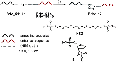 Synthetic strategy for the preparation of bifunctional 2′ OMe RNA ONs. Reagents and conditions: (i) CuBr, TBTA, DMSO–H2O.