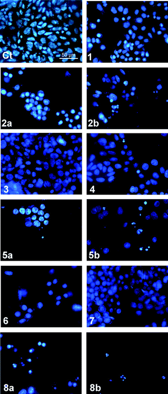 Hoechst 33342 staining of A375 cells after 48 hours exposure to compounds 1–8 (10 μM or 10 μM (a) and 50 μM (b)): (Ct) control (untreated cells). Cells with typical nuclear morphology (Ct, 1, 3, 4 and 7), cells with nuclear condensation and apoptotic bodies (2a, 2b, 5a, 5b, 6, 8a, 8b).