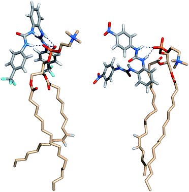 Insights into N–H⋯OP hydrogen bonding interactions between phospholipids and transporters 5 (left) and 6 (right).