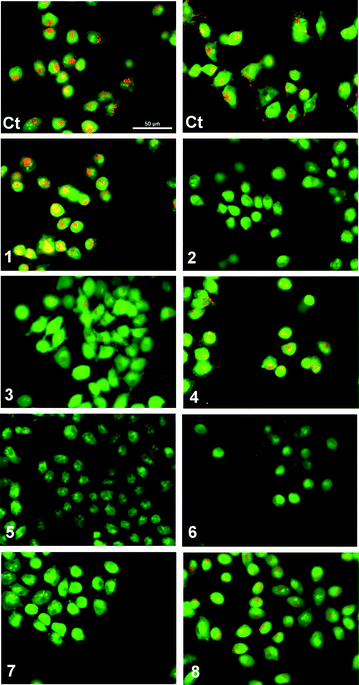 Acridine Orange staining of melanoma A375 cells after 1 hour exposure to compounds 1–8 (50 μM): (Ct) control (untreated cells). Cells with cytoplasmic granular orange fluorescence (Ct, 1, 4 and 8); cells with a significant reduction in cytoplasmic orange fluorescence (2 and 3); cells with complete disappearance of cytoplasmic orange fluorescence (5, 6 and 7).