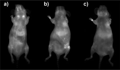 Whole body fluorescence images recorded (a) 2 h, (b) 4 h, and (c) 24 h after intravenous injection of TMM–PEG2000-capped NIR-QDs to nude mice (ventral side of the animal).