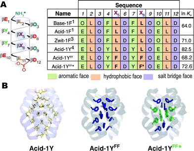 β-peptide bundles studied in this work. (A) Helical net diagram and sequences of Base-1F, Acid-1F, Zwit-1F, Acid-1Y, Acid-1YFF, and Acid-1YFF★. F represents β-homo-phenylalanine; F★ represents β-homo-pentafluorophenylalanine. Colors distinguish side chains on the aromatic (β-hY-containing), hydrophobic (β-hL containing) and salt bridge (β-hO- and β-hD-containing) faces. Also shown are ln Ka values characterizing each octameric assembly, as determined previously or in this work by SE-AU. (B) Ribbon representation of the crystal structure of Acid-1Y highlighting the packing of the leucine side chains, along with computationally predicted structure of Acid-1YFF and a color-coded guide to the locations of F5β-hPhe (green) in Acid-1YFF★.