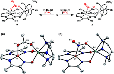 Association of bridging anions to complex 5 and solid-state structures of (a) 7 and (b) 8 excluding ClO4− counterions (thermal ellipsoids at 50% probability). Only one of two crystallographically distinct molecules in the asymmetric unit is shown for 8. Selected bond distances (Å) for 7: Ni1–O3, 2.173(3); Zn1–O4, 2.060(2); O3–C20, 1.239(4); O4–C20, 1.260(4). Selected bond distances (Å) for 8: Ni1–N8, 2.209(3); Zn1–O3, 2.148(3); N8–O3, 1.266(5); N8–O4, 1.236(4).