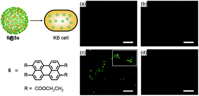 Fluorescence microscopic studies for cellular uptake of 3a encapsulating fluorescent dye 5 into KB cells. KB cells treated with (a) none, (b) only 5, (c) 5@3a at 37 °C, and (d) 5@3a at 4 °C.