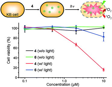 
            In vitro dark-toxicity and phototoxicity of ZnPc nanosphere 4 and monomeric ZnPc 6 dispersed in PBS solution containing 0.5 wt% pluronic F127 surfactant toward KB cells.