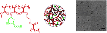 Structural representation of l-proline functionalized cross-linked PMMA nanogel and unstained TEM micrograph (10 wt% CLD, 2 wt% DoF), and Dav = 25 ± 4 nm (scale bar = 100 nm).