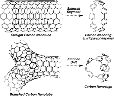 Carbon nanoring and carbon nanocage as segments of straight and branched carbon nanotubes.