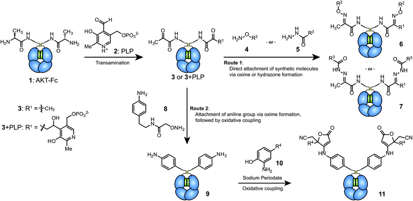 Modification scheme for Fc proteins. First, ketone functional groups are installed at the N-termini through PLP-mediated transamination. These groups can then be functionalized using two different approaches. The first involves the direct attachment of molecules of interest via oxime formation (with 4) or hydrazone formation (with 5). The second strategy uses a highly efficient oxidative coupling reaction. This approach involves the chemoselective coupling of aniline groups on the Fc proteins (9) with aminophenol-containing reagents (10).