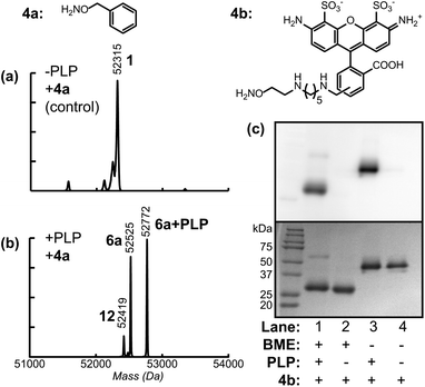 Analysis of transamination efficiency for AKT–Fc domains. AKT–Fc (1) was exposed to 50 mM 4a for 40 h at pH 6.5, followed by treatment with PNGase F (a) without prior transamination with PLP (as a negative control), or (b) following transamination with 100 mM PLP at 37 °C for 1 h. The peak at 52315 Da corresponded to unmodified AKT–Fc (expected: 52315 Da). The double-oxime product (6a) appeared at 52525 Da (expected: 52523 Da), and the peak at 52772 Da corresponded to product 6a plus a single PLP addition (expected: 52770 Da). The peak at 52419 Da corresponded to the addition of one molecule of 4a to the AKT–Fc fragment (12, expected: 52419 Da). (c) Samples of AKT–Fc with and without transamination using PLP (100 mM PLP at 37 °C for 1 h) were exposed to 80 μM Alexa-Fluor 488 alkoxyamine (4b) for 43 h in the presence of 100 mM aniline as a catalyst. They were then analyzed by SDS-PAGE under reducing (Lanes 1 and 2) or nonreducing (lanes 3 and 4) conditions. The fluorescent images of the Fc–AlexaFluor 488 oxime products (top) were taken using a Typhoon imaging system. The bottom gel was stained using Coomassie blue.
