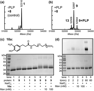 Modification of Fc domains via oxidative coupling (O.C). AKT–Fc (1) was exposed to 25mM 8 for 40 h at pH 4.5, followed by PNGase F treatment (a) without prior transamination with PLP (as a negative control), or (b) following transamination with 100 mM PLP at 37 °C for 1 h. The peak at 52315 Da corresponded to unmodified AKT–Fc (expected: 52315 Da). The double-oxime product (9) appeared at 52697 Da (expected: 52695 Da), and the peak at 52944 Da corresponded to product 9 plus a single PLP addition (expected: 52942 Da). The peak at 52506 Da corresponded to the addition of one molecule of 8 to the AKT–Fc fragment (13, expected: 52506 Da) (c) Samples of unmodified Fc (1) and Fc–aniline (9) were exposed to 100 μM 2k PEG–aminophenol (10a) and 1mM NaIO4 for 2 min at RT. lanes 1–5 display negative controls. Only in the presence of both aniline on the Fc and NaIO4 did the attachment of 2 k PEG–aminophenol occur (lane 6). In the presence of 10 mM mannose (lane 7), the O.C. still proceeded; however the yield suffered when the mannose concentration was increased to 100 mM (lane 8). (d) The extent of oxidation of the oligosaccharides on the Fc protein within the reaction time of the O.C. was analyzed. The Fc proteins were exposed to 1 mM NaIO4 for 2 and 60 min. The reaction was stopped upon addition of TCEP and any aldehydes formed from the oxidation were then detected by AlexaFluor 488–ONH2. The fluorescent images of Fc–AlexaFluor488 oxime products (top) were taken using a Typhoon imaging system. The oligosaccharides on the Fc were minimally oxidized under the O.C. reaction time of 2 min (lane 2) and this oxidation was lowered to background level upon addition of 10 mM mannose or higher concentration (lanes 3 and 4). The oxidation of oligosaccharides on Fc with NaIO4 for 1 h was shown as a positive control (lane 5). Lane 1 and 6 display the background level of oxidized sugar in the absence of NaIO4.