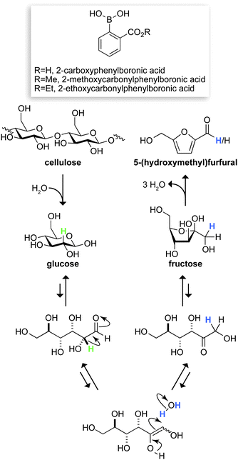 Putative route for the conversion of cellulose to 5-(hydroxymethyl)furfural, mediated by the depicted boronic acids. Labeled hydrogens in glucose (green) and water (blue) have the indicated fates.