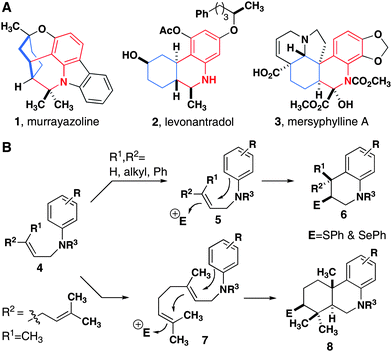 (A) Densely substituted tetrahydroquinolines in the core structures of natural products (1 and 3) and a synthetic analog of THC (2). (B) Electrophile-induced mono- and bicyclization reactions.